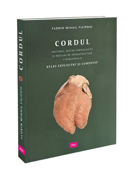 Cordul - Anatomie