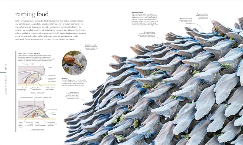 Coperta cărții "Micro Life: Miracles of the Miniature World Revealed" de autor necunoscut