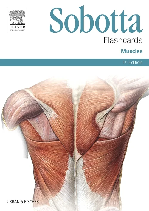 Sobotta Flashcards Muscles