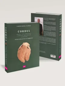Cordul - Anatomie